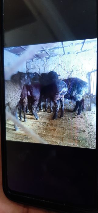 Тоқты қошқар сатылады 65,70 мың