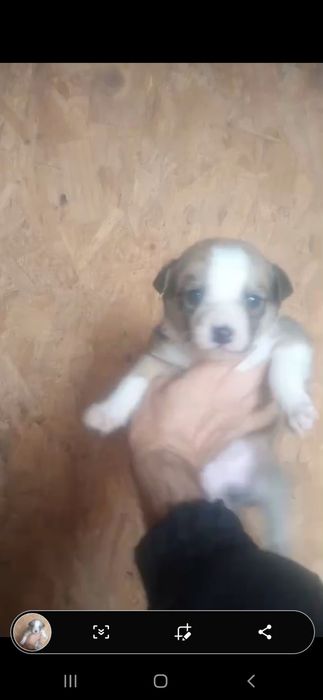 Щенки . 1 месяц.