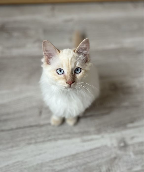 Motănel Ragdoll Flame Point Iasi • OLX.ro