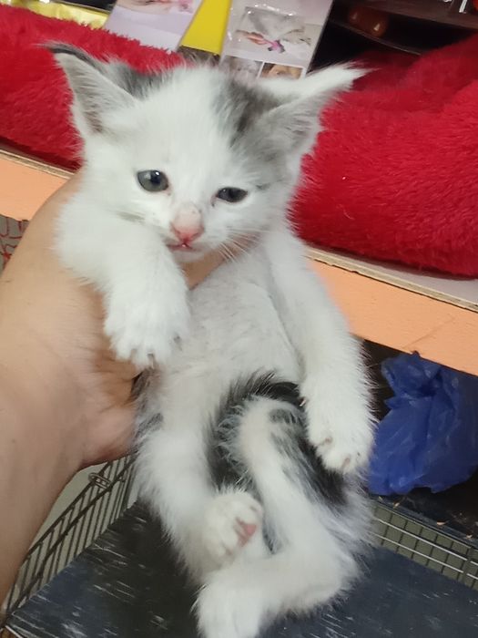 100 mingdan tanlab oliwga