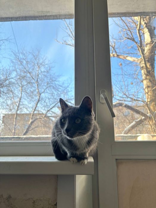 Кошечку в добрые руки