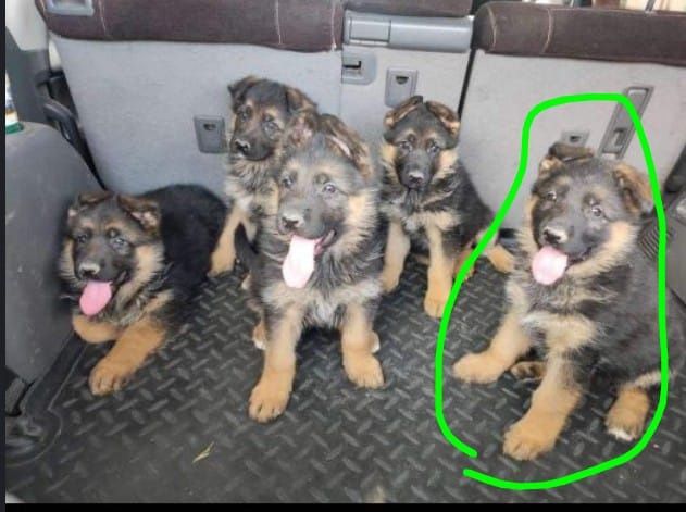 Овчорка күшік сатылады 30000мын