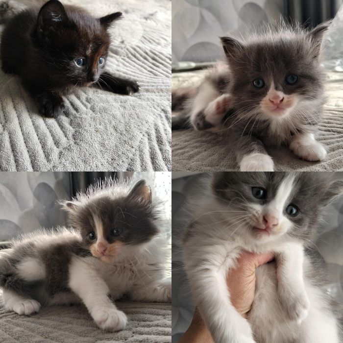 Подарю котят в добрые руки.