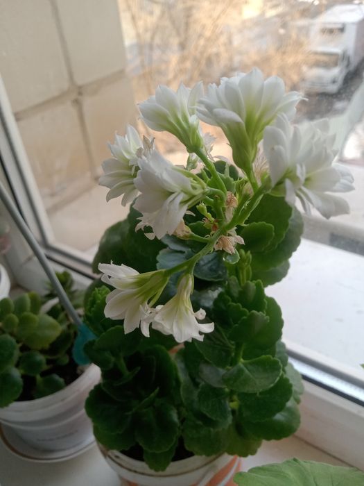 Домашнее растение