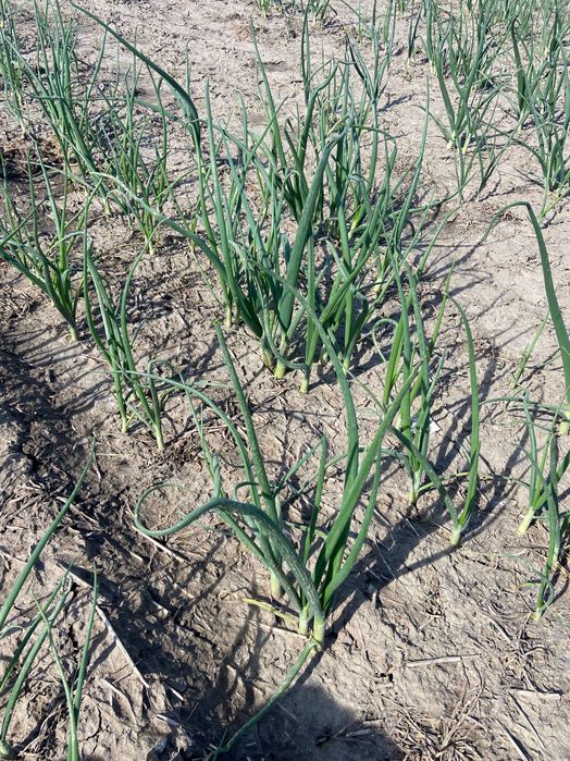 Vând ceapa verde la banda sau la kg necuratata.