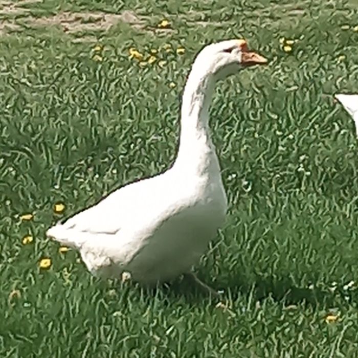 Boboci de gâsca leşeasca