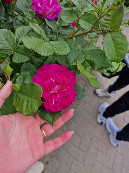 Vand patut cu sertar