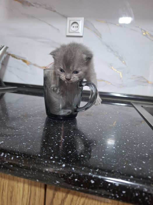 Jizzax cat huose