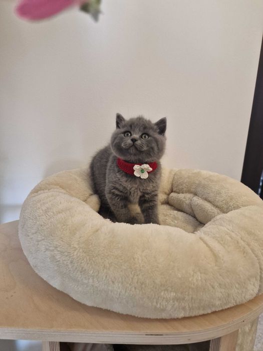 Fetiță British Superbă