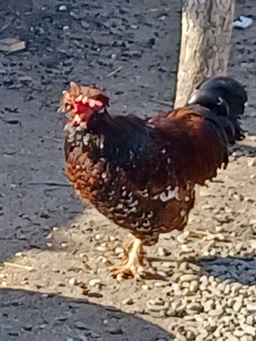 Vand doi cocosi strumschi porțelan și unu brahma galben