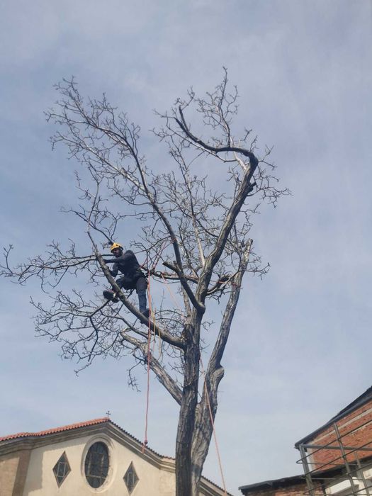 Премахване на опасни клони и дървета | Резитба | Грижа за дърветата