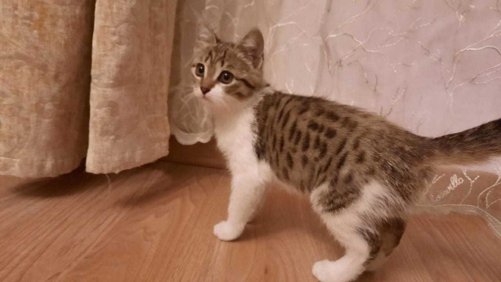 Малыш с бенгальским окрасом ищет семью