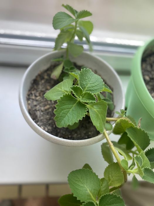 Комнатные цветы разные