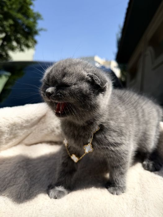 Tozza Shatlanski veslauxa