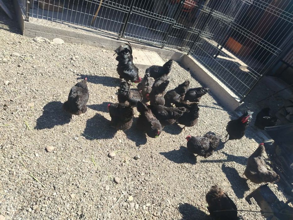 Vând pui Australorp