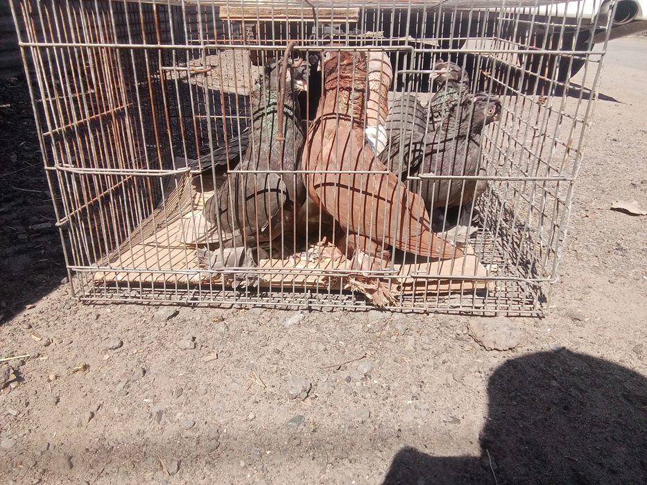 Голуби двухчубые