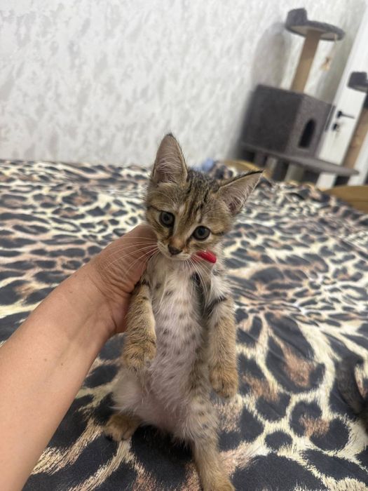 Отдам в добрые руки котята