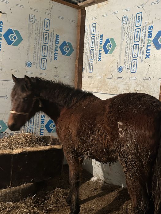 тай сатылады соғымға ұрғашы