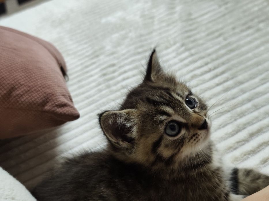 Продам котенка девочку