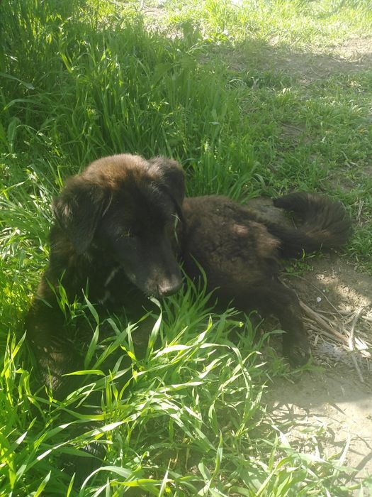 Отдам в добрые ручки