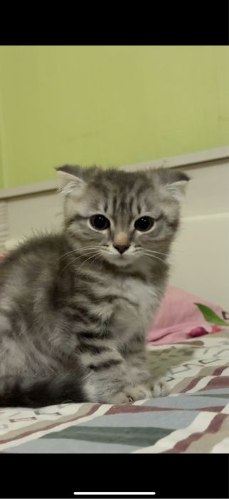 Вислоухий котёнок, мальчик 3 месяц