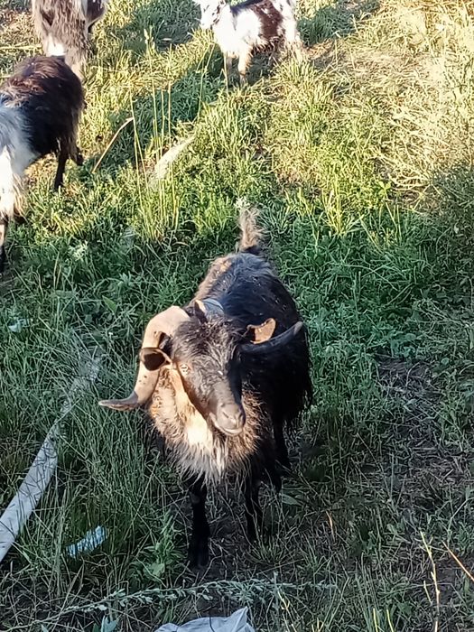 Țapi de vânzare  tineri