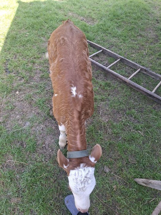 Vitea baltata 4 săptămâni