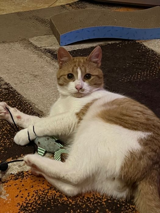 Мъжка кастирана котка