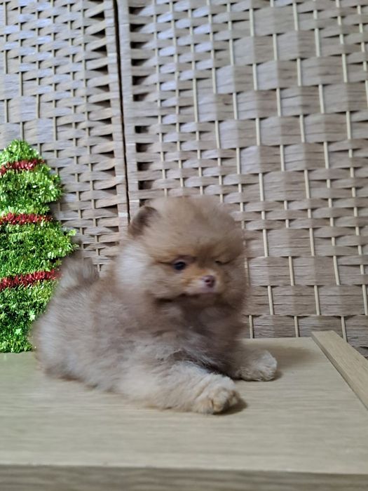 Шпиц мальчик шоколад