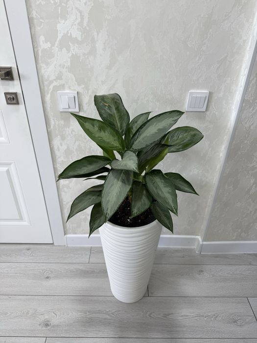 Анлаонемы в напольном кашпо