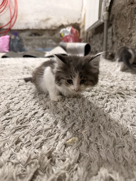 Котята, отдам даром