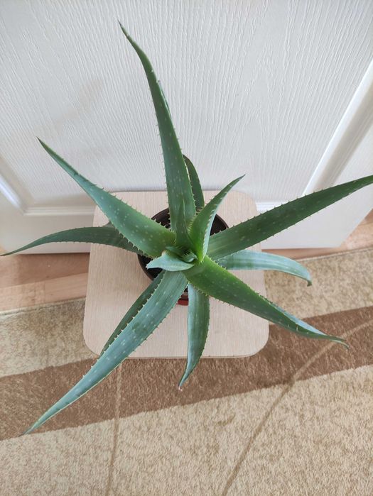 Алоэ  растение .