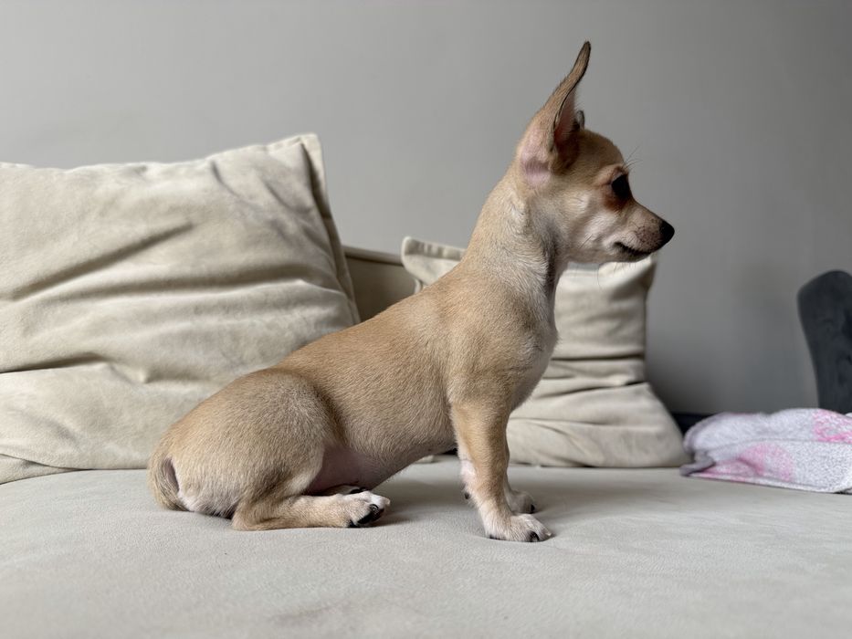 Продам щенка чихуахуа