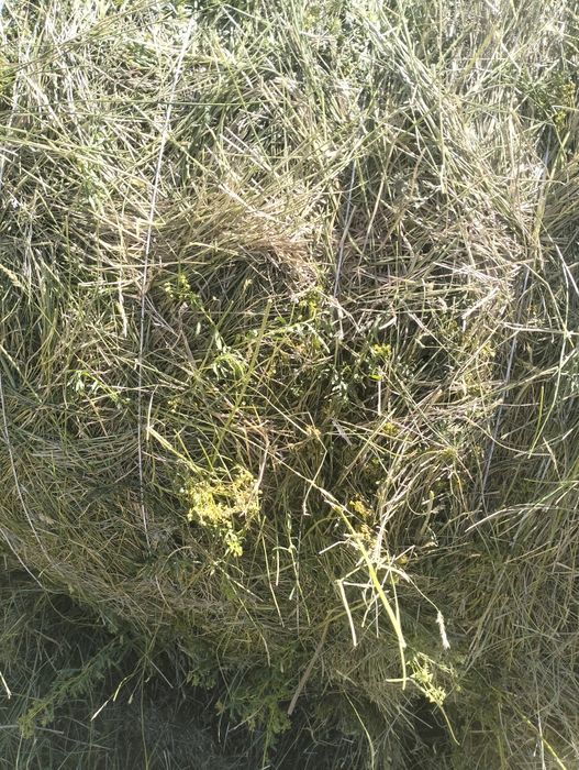 Продаётся сено житняк, луговое