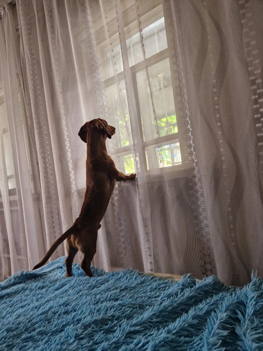 Мальчик такса ищет подругу