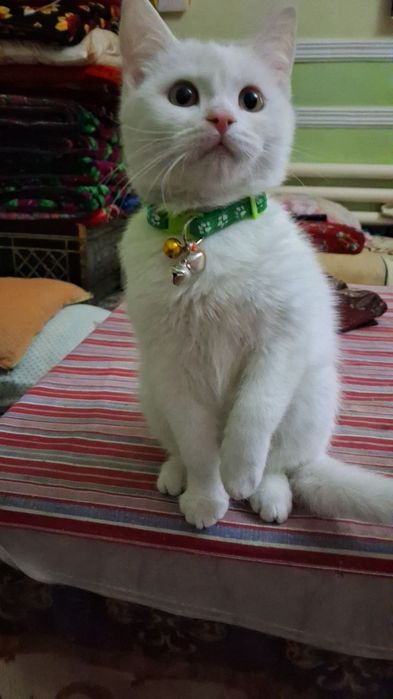 Белоснежные коты