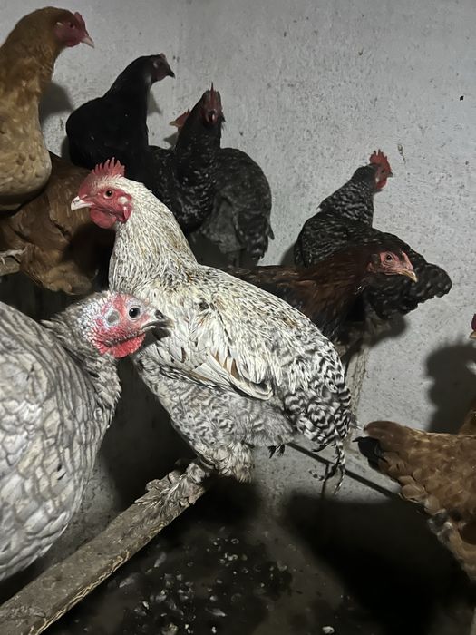 Петушки молодые разные