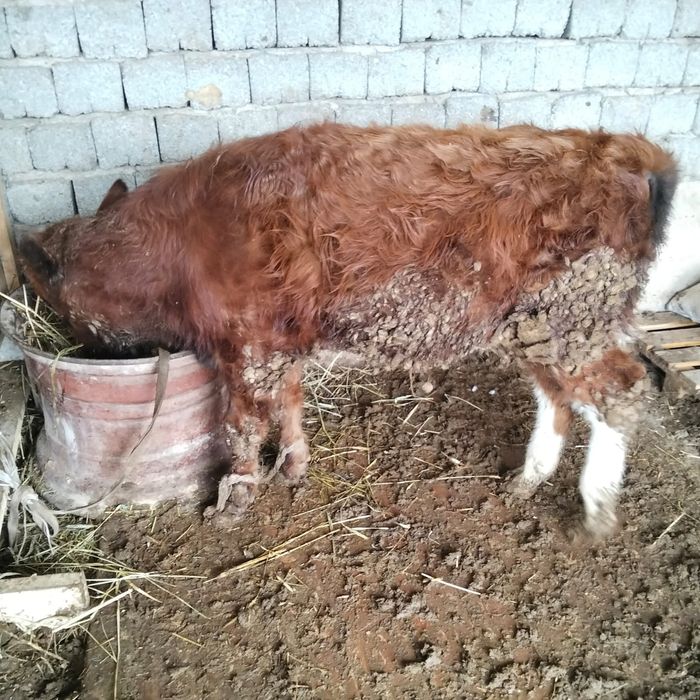 ӨГІЗШЕ сатылады !!!