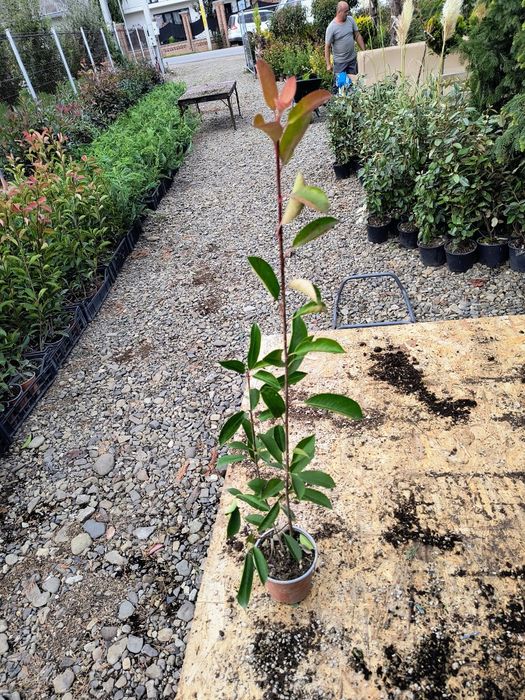 Photinia red robin 40cm /70 cm