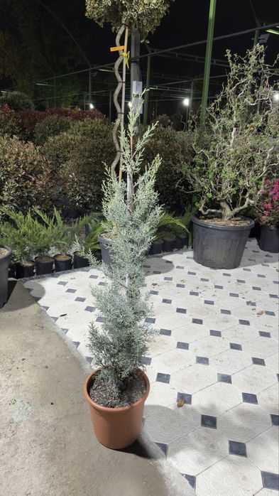 Italiya ko’chatlari  Magnolia Archa