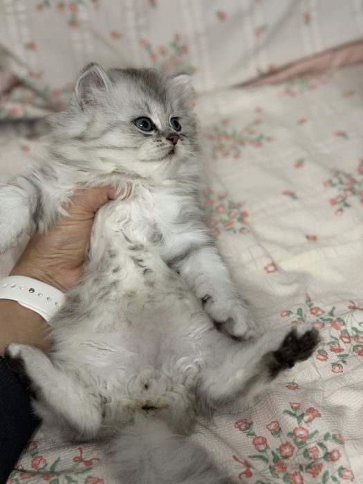 Мушук котята серебро табби шиншилла