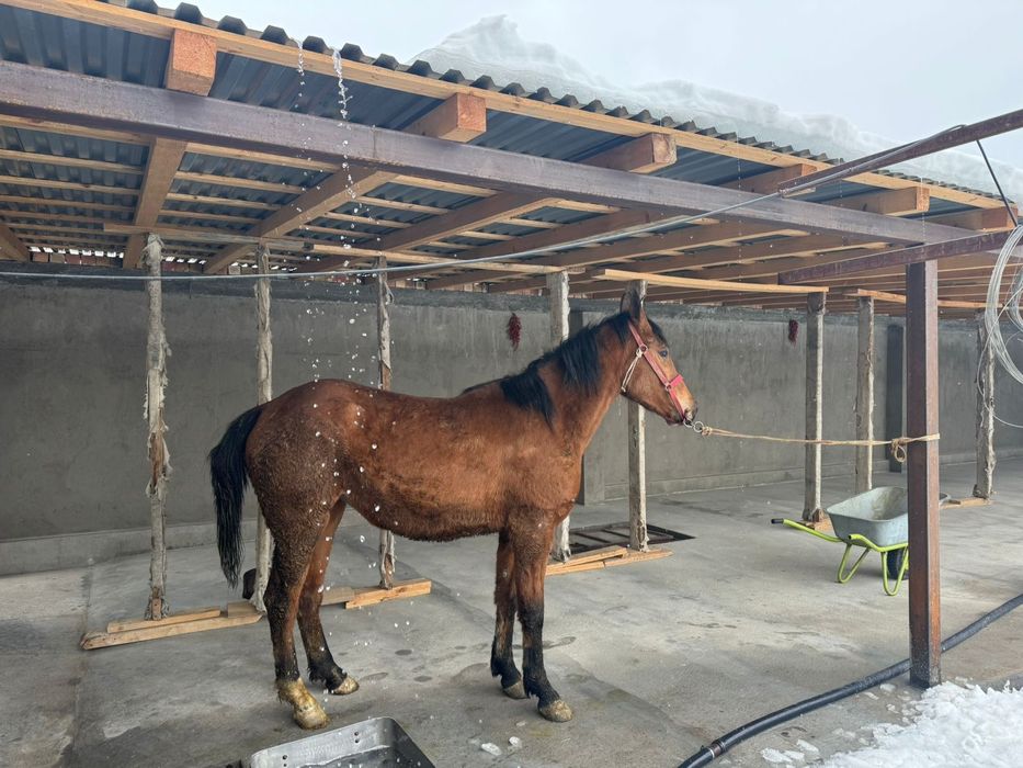 Продам кобылу 3 года