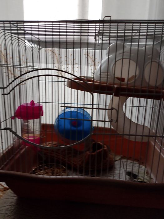 Продам хомячка девочка