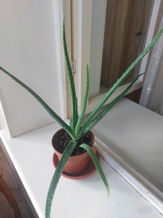 Комнатные  цветы