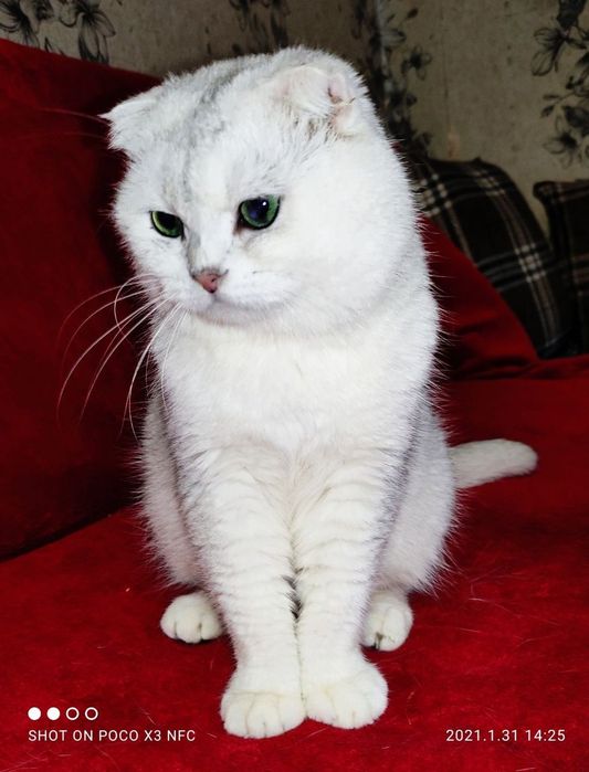 Скотиш Фолд Шиншиллы на вязку
