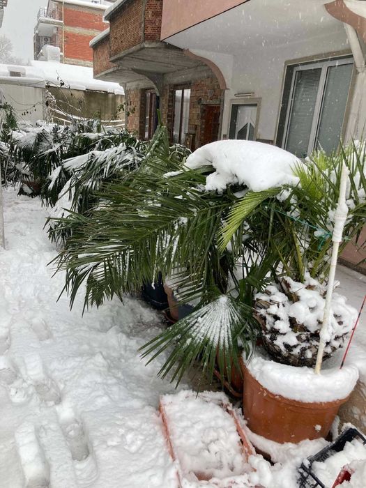 Студоустойчиви Палми Трахикарпус