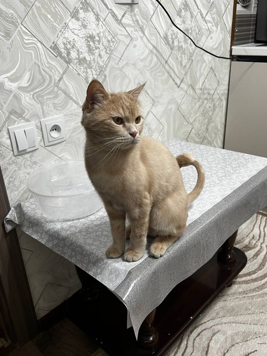 Отдадим в хорошие руки кота
