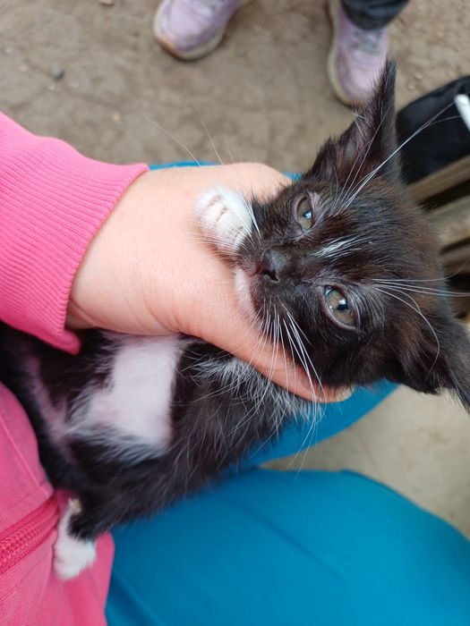 Найдены котята, срочно нужен дом !