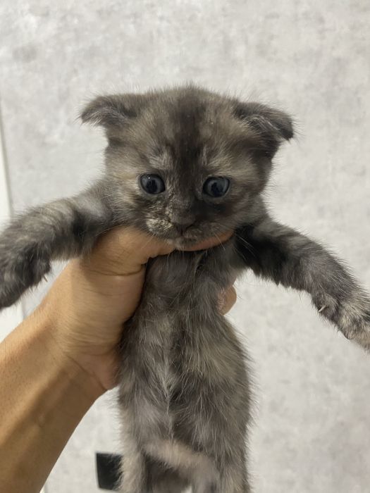 веслоухие шотландцы