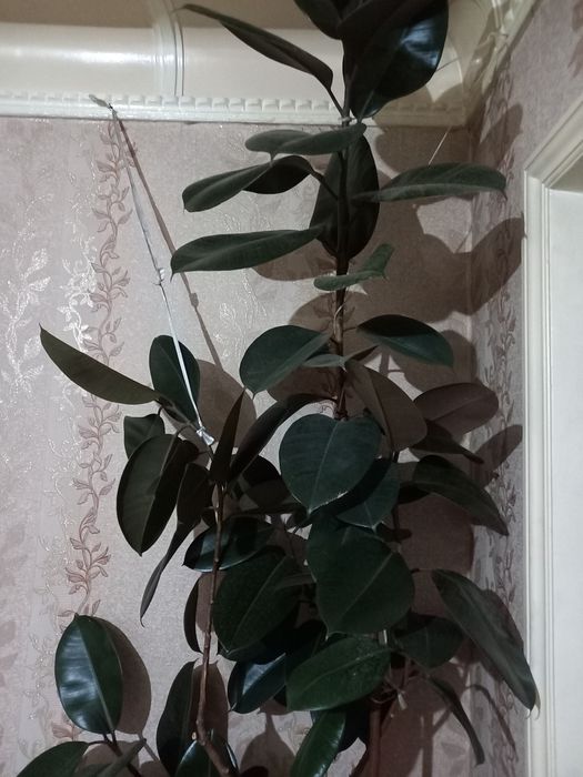 Фикус кора шахзода 2.5 м